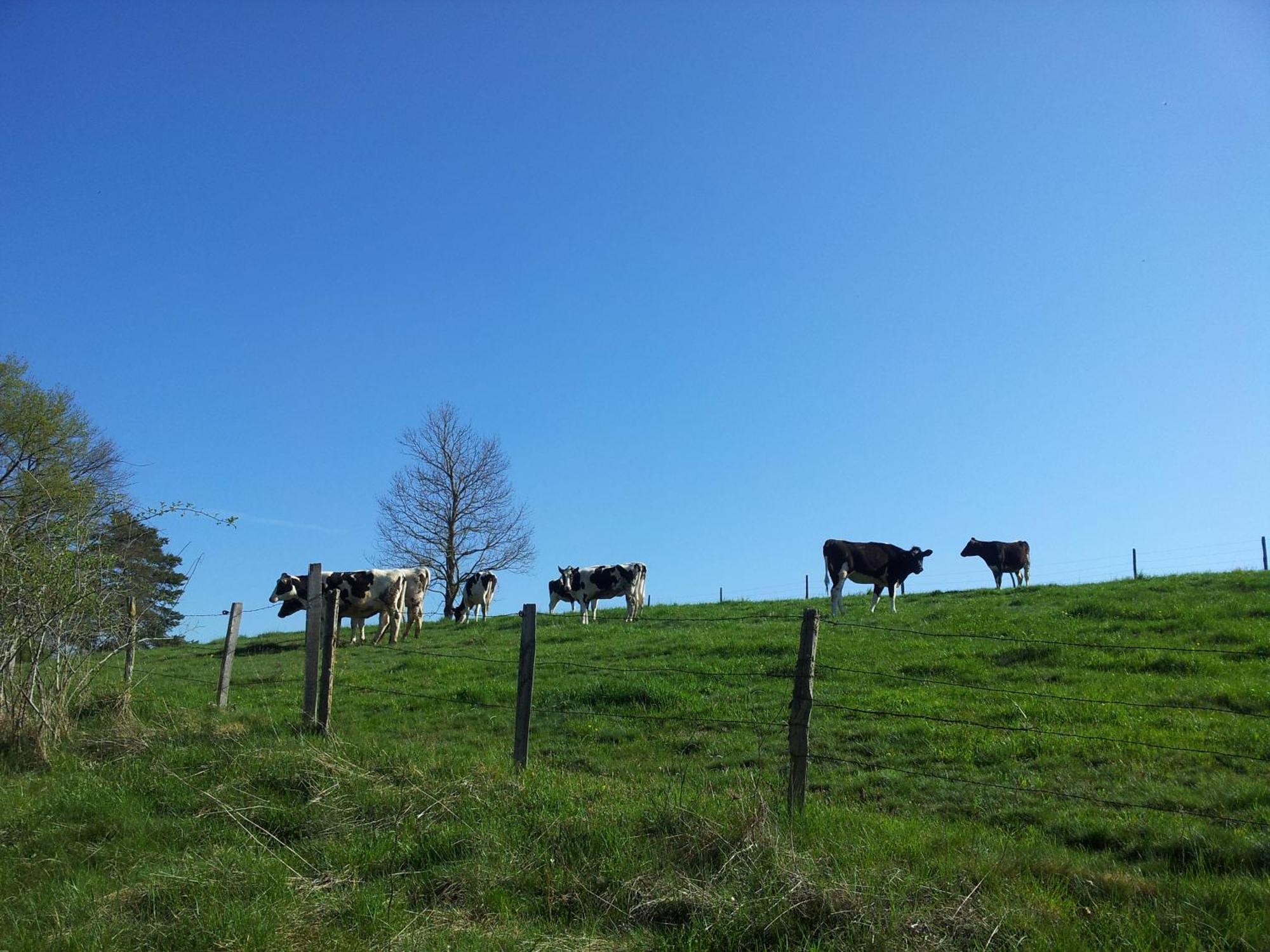 Gite La Grange De L'Effraie Villa Beauzac Bagian luar foto